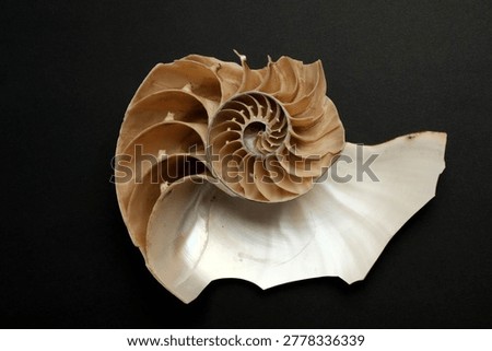 Nautilus Pompilius Shell Cross Section Chambers Septa Macro Dark Background