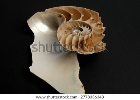 Nautilus Pompilius Shell Cross Section Chambers Septa Macro Dark Background
