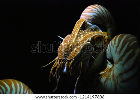 The Nautilus shell.