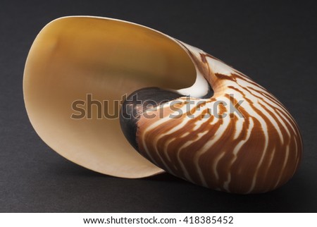 Nautilus Shell in a back background