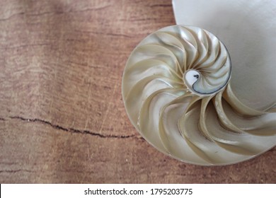 Nautilus Shell With Copy Space Wooden Wood Background Cross Section Symmetry