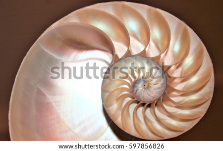 nautilus shell cross section Fibonacci symmetry spiral structure growth golden ratio background mollusk copy space pompilius half split slice stock, photo, photograph, image, picture
