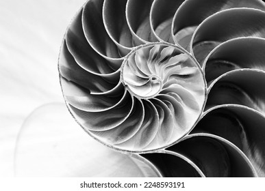 nautilus shell cross section spiral
