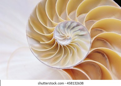 Nautilus Shell Cross Section Symmetry Spiral Fibonacci Sequence Half Slice Natural Pattern Structure Growth Golden Ratio (nautilus Pompilius) Seashell Mollusk Pearl Stock, Photo, Photograph, Image, 