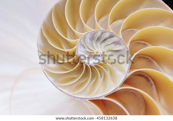 Nautilus Shell Cross Section Symmetry Spiral Stock Photo (Edit Now ...