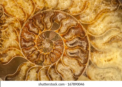 Nautilus Shell Fossil With Cristals And Minerals