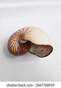 Nautilus Shell Isolated On Plain White Background. A Rare Item