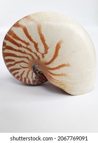 Nautilus Shell Isolated On Plain White Background. A Rare Item