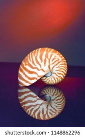 Inner Shell Images Stock Photos Vectors Shutterstock