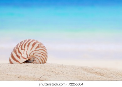 nautilus shell on a beach sand, against blue sea, shallow dof