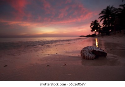 nautilus shell on beach in sunrise light, seascape, live action - Powered by Shutterstock