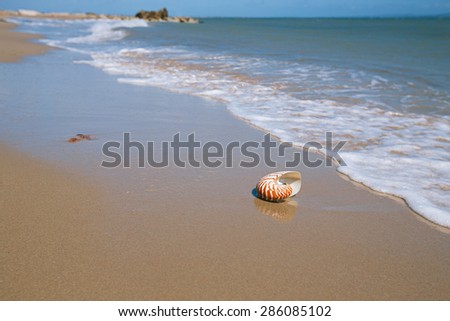 nautilus shell on sand beach and sea waves near Bournemouth, UK. shallow dof
