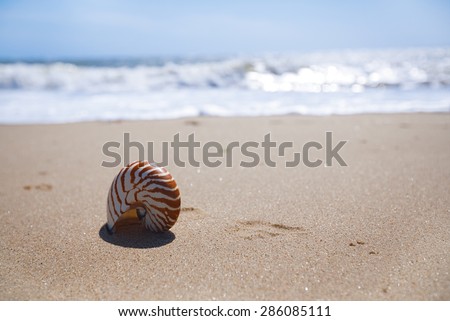 nautilus shell on sand beach and sea waves near Bournemouth, UK. shallow dof