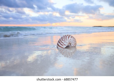 Nautilus Shell On Sea Beach , Sunrise. Shallow Dof