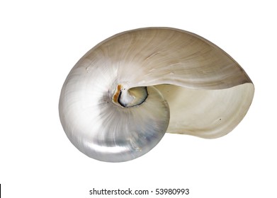 Nautilus Shell On White