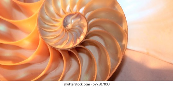 nautilus shell pearl spiral symmetry cross section spiral Fibonacci  structure growth golden ratio background mollusk stock, photo, photograph, image, pearl shell picture in calming coral 