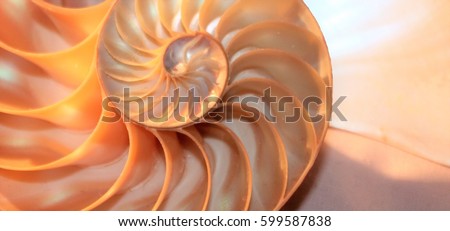 nautilus shell pearl spiral symmetry cross section spiral Fibonacci  structure growth golden ratio background mollusk stock, photo, photograph, image, pearl shell picture in calming coral 
