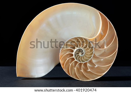Nautilus shell, perfect Fibonacci pattern on black, clipping path included