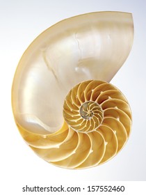 2,038 Nautilus section shell Images, Stock Photos & Vectors | Shutterstock