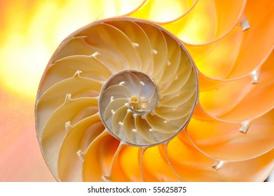 2,038 Nautilus section shell Images, Stock Photos & Vectors | Shutterstock