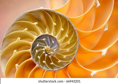 Nautilus Shell Section Stock Photo (Edit Now) 67149847