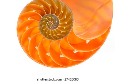 nautilus shell section against white