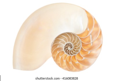 Nautilus Shell Section, Fibonacci Pattern Isolated On White, Clipping Path 