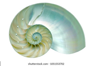 Nautilus shell section isolated on black background