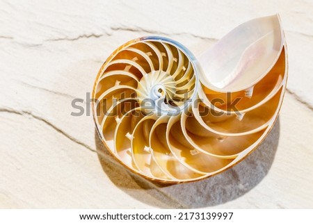 Nautilus shell section on rock background, Seashell n autilus in seashell museum.