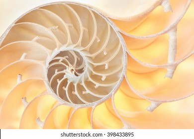 Sacred Geometry Nautilus High Res Stock Images Shutterstock