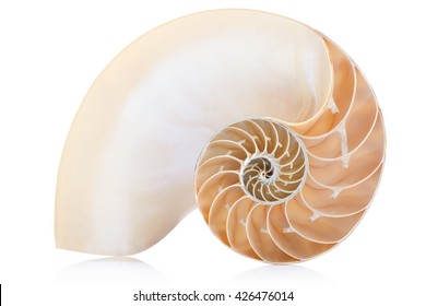 Nautilus Shell Section, Perfect Fibonacci Pattern On White, Clipping Path