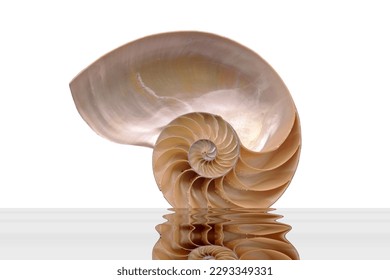 Nautilus shell, sectioned in half, on the water, photographs of the inside on a white background, you can see the Fibonacci sequence.