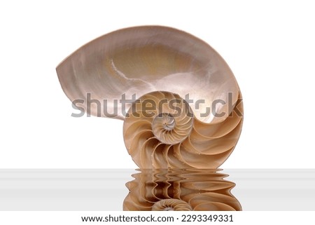 Nautilus shell, sectioned in half, on the water, photographs of the inside on a white background, you can see the Fibonacci sequence.