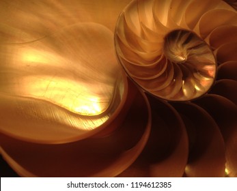 Inner Shell Images Stock Photos Vectors Shutterstock