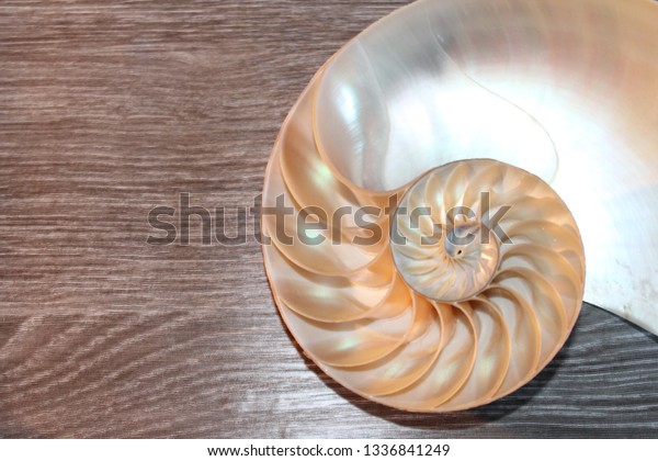 Nautilus Shell Symmetry Fibonacci Half Cross Stock Photo Edit Now