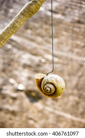 Nautilus Shell Of Wire Flower Planting.