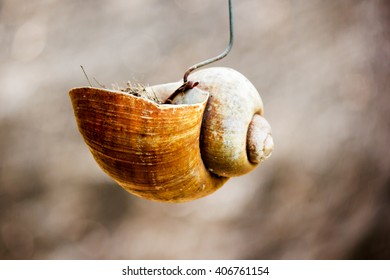 Nautilus Shell Of Wire Flower Planting.