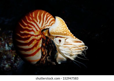 Nautilus Swimming, Alive