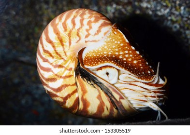 Nautilus Swimming, Alive