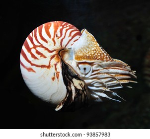 Nautilus Swimming, Alive