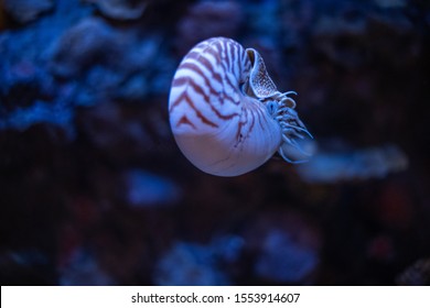 Nautilus Swimming In An Aquarium