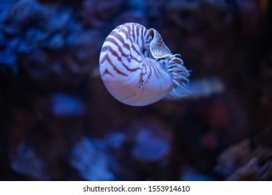 Nautilus Swimming In An Aquarium