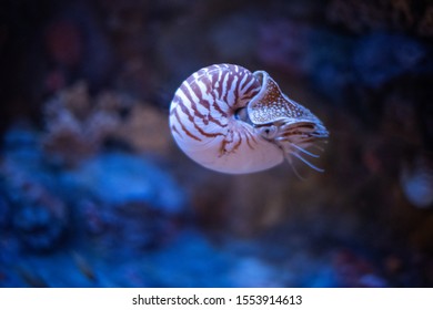 Nautilus Swimming In An Aquarium