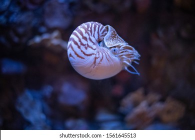 Nautilus Swimming In An Aquarium