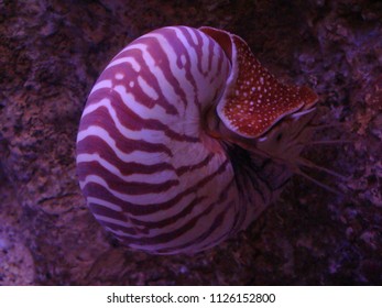 Nautilus Swimming Towards Camera