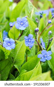 Navelwort Omphalodes Verna Moench