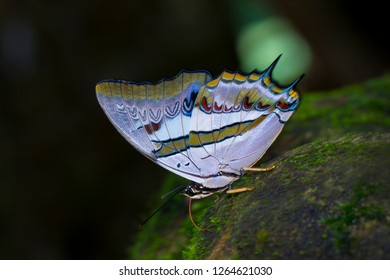 ฺBlue Nawab Butterfly.
