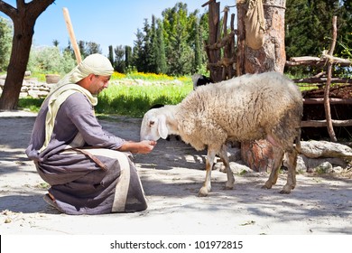 NAZARETH, ISRAEL - APRIL 24: Man dressed as a first-century herder feed his sheep at Nazareth Village, a representation of life at the time of Jesus in Nazareth, Israel, Apr 24, 2012