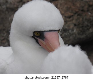 A Nazca Boobie Bird In The Galapagos Islands.              