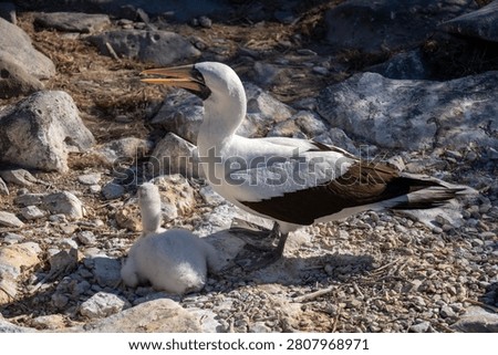Nazca Booby with Chick, Punta Suárez